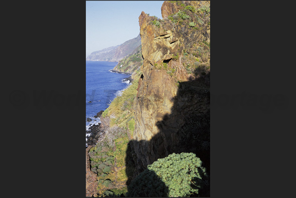 Cliffs of Madalena do Mar (south-west coast)