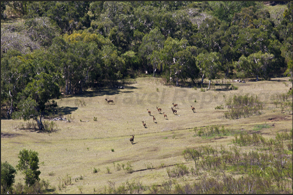 West Coast. A herd of deer in the Domain de Deva Nature Reserve