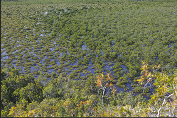 The mangrove swamps that characterize the north coast