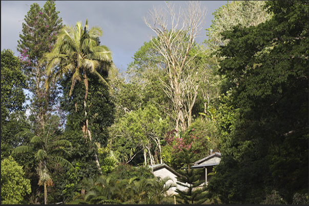 The village of the Bas Coulnà tribe hidden among the tropical forest