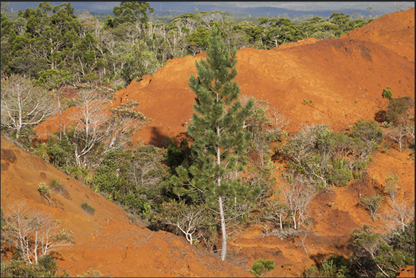 The red soils that characterize the southern tip of the island
