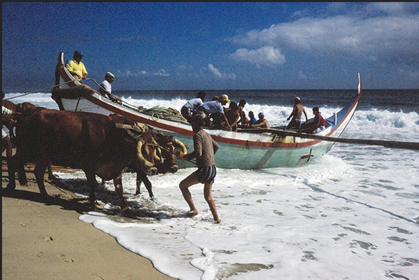 The oxen are hitched to the boat with ropes and hooks in order to drag the boat out to sea