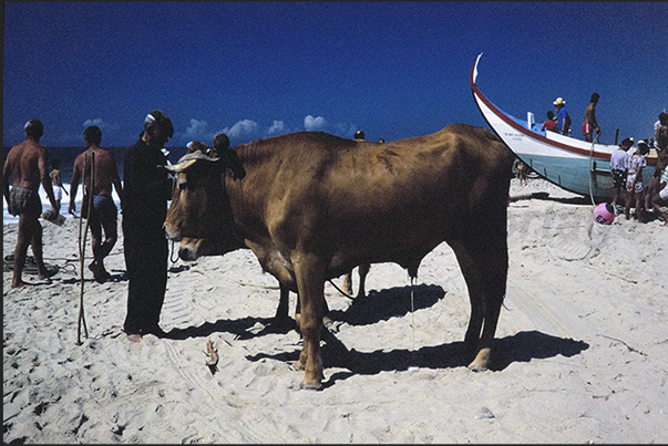 The oxen prepare to drag the heavy fishing boats out to sea