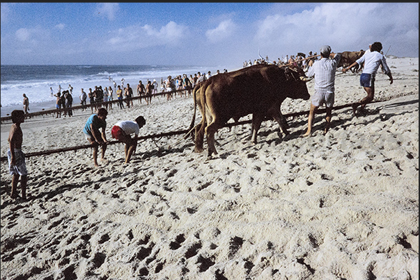 Once the boats have been secured, the oxen drag the nets laden with fish ashore