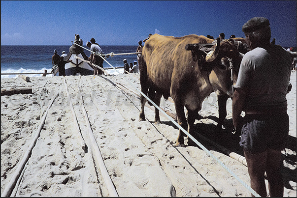 The oxen drag the boat to safety on the beach