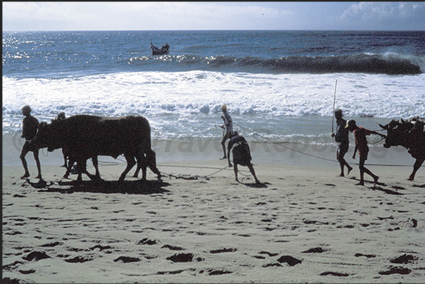 At the end of the day, the boat returns to the coast and the oxen prepare to pull it ashore