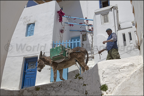 The only way to get goods into the city is by mules and donkeys. There are no cars