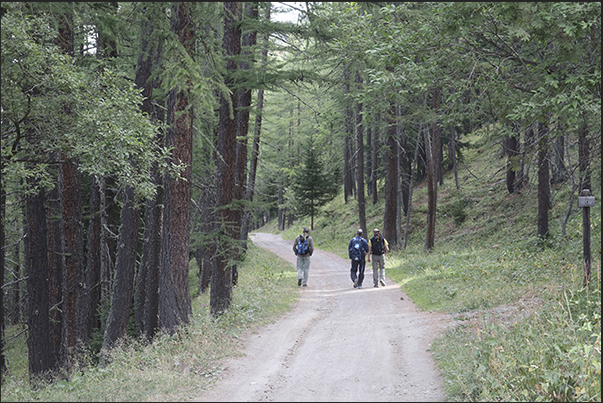 The Decauville, now a pedestrian and cycle dirt road, crosses the dense forest of the slopes of Mount Jafferau