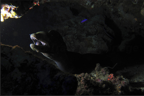 A moray comes out of the den intrigued by the presence of the flash.