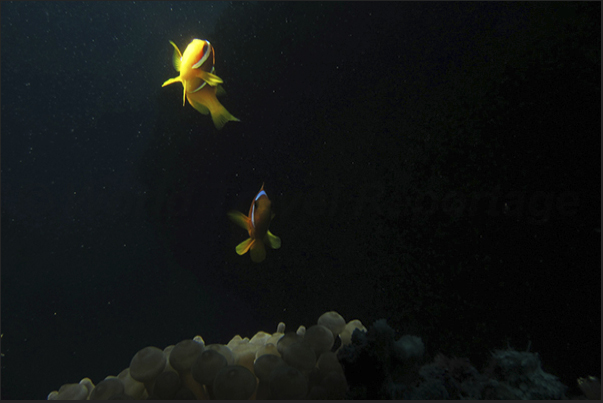 Clownfish distant from anemone to discover the world around them.