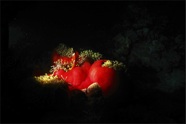The light awakens a colony of anemones closed in their red cloaks.