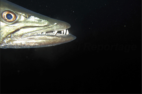 The unsettling smile of a barracuda pierces the darkness of the night.