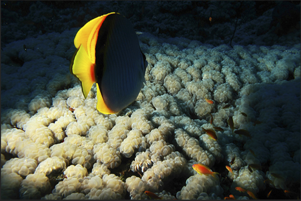 New moon. The profile of a butterfly fish passes over an expanse of coral grape.