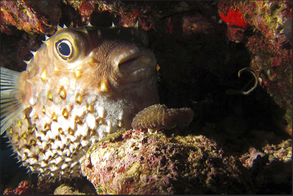 The wonder of a porcupine fish caught by the photographer in the den.
