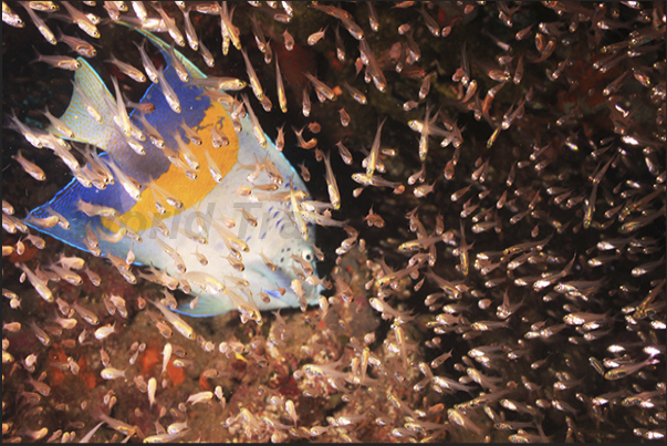 A pomacantus enters in a cloud of glassfish.