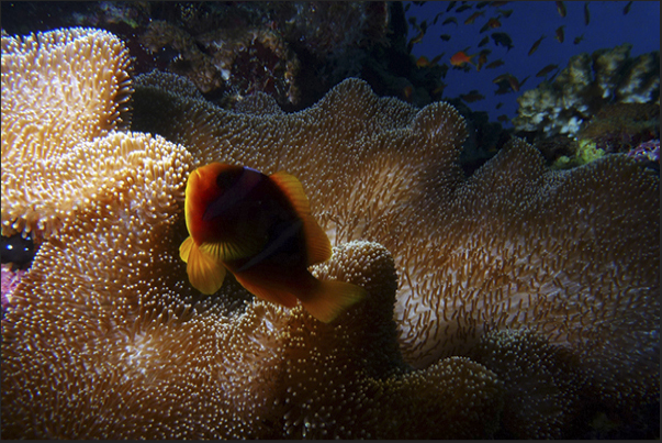 The dark clown passes over an expanse of sea anemones to control the territory