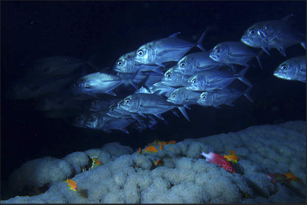 A formation of trevally flying over the Grape coral.