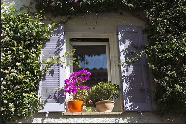 Floral decorations on the windows of Rue de la Liberté