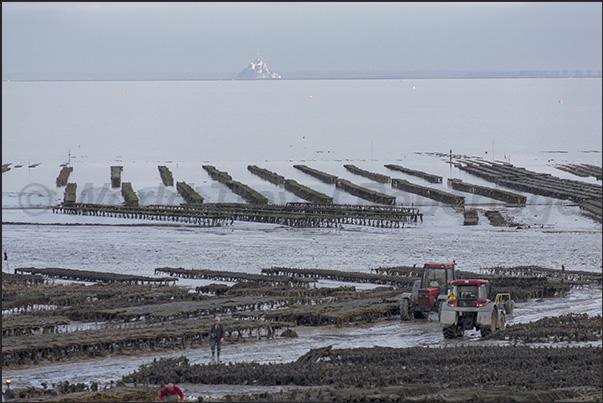 Low tide reveals the rows and oyster beds. Mont Saint-Michel is on the horizon