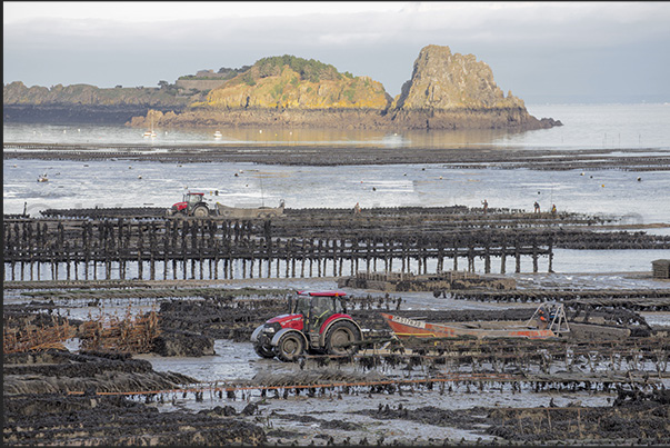 Cancale Bay. Oyster catchers begin their work at low tide