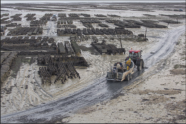 Cancale Bay. At low tide, oyster farmers move to the seabed to reach more distant oyster farms