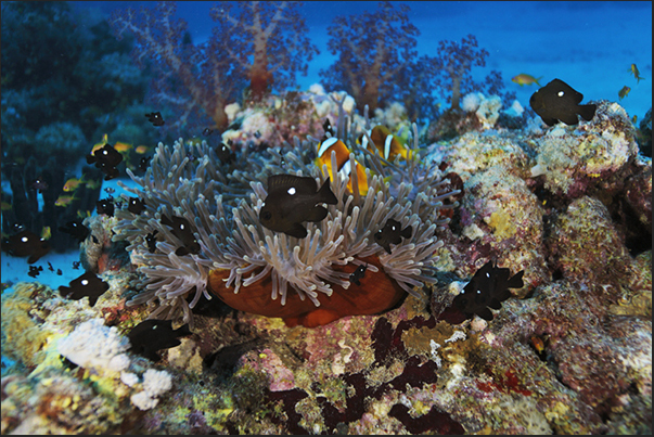 An anemone with clown fishes and a group of Domino fishes (Threespot dascyllus)