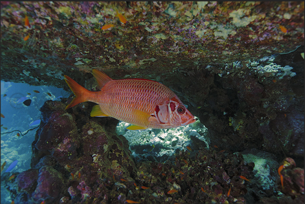A squirrel fish along the reef