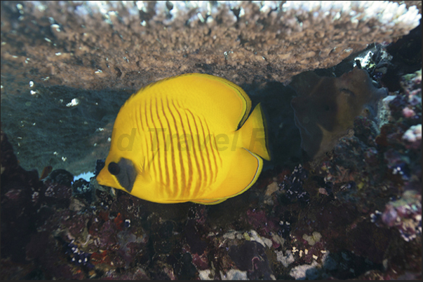 A butterfly fish under a branch of coral