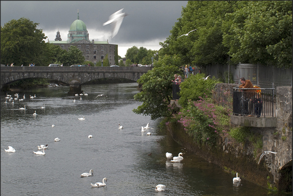 Galway. Corrib river. In June and July, in the river you can see thousands of salmons swimming to reach the spawning grounds