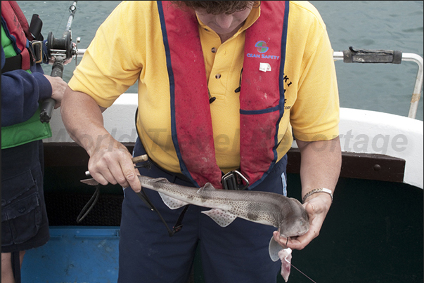 Port of Rockfleet near the town of Newport. The instructor explains how to fish the Tope, a small shark species typical of the region