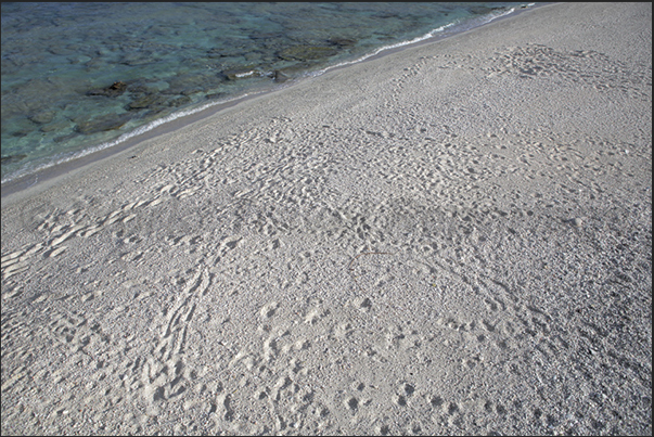 White beaches formed by coral crushed by the ocean waves