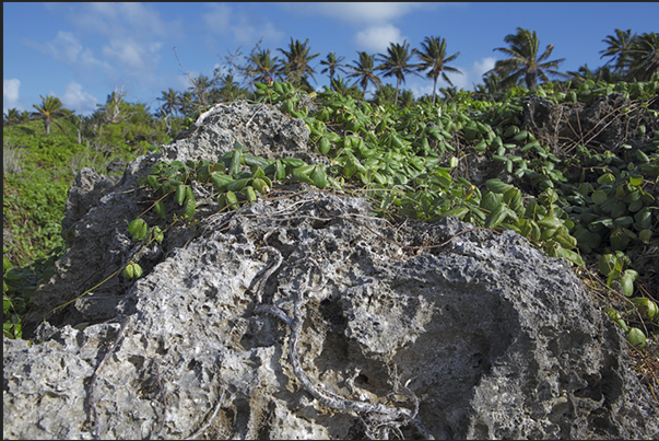 Due to the slow and continuous lifting of the island, the coral of the barrier dies forming the rocky cliff