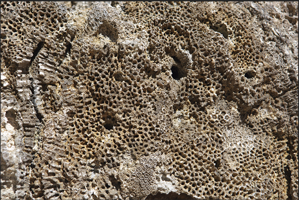 Walking on the cliff, you can see clearly the ancient coral structures