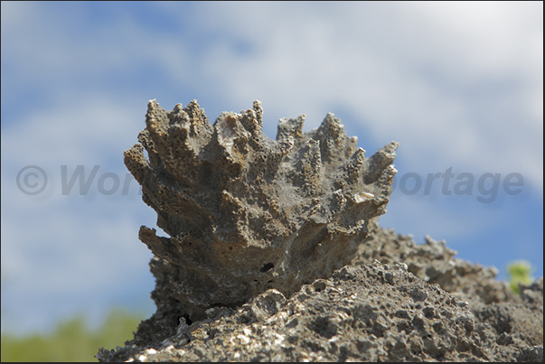 The fossilized coral is present everywhere even reaching 30 m in height in the interior of the island
