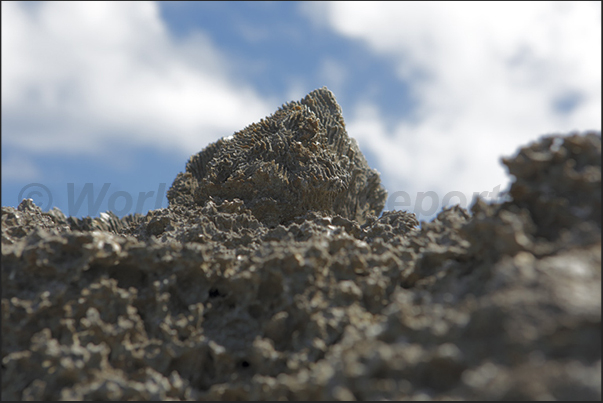 The fossilized coral is present everywhere even reaching 30 m in height in the interior of the island