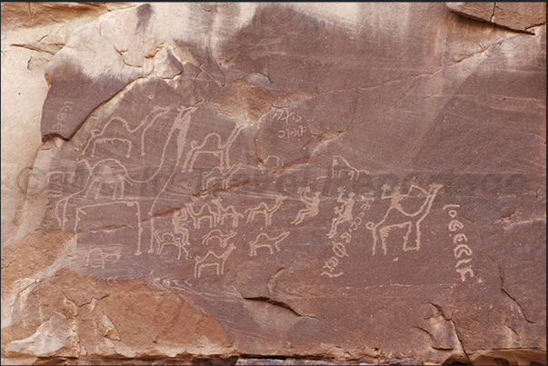 Ancient graphites are visible on the walls of the hidden valleys as this tribe that lived in the valley along with his camels