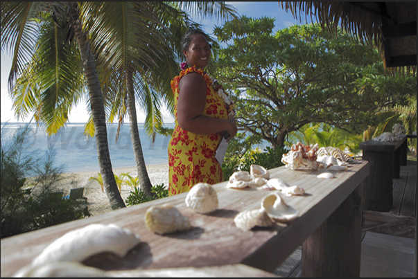 Exibition of shells in the Tamanu Beach Resort