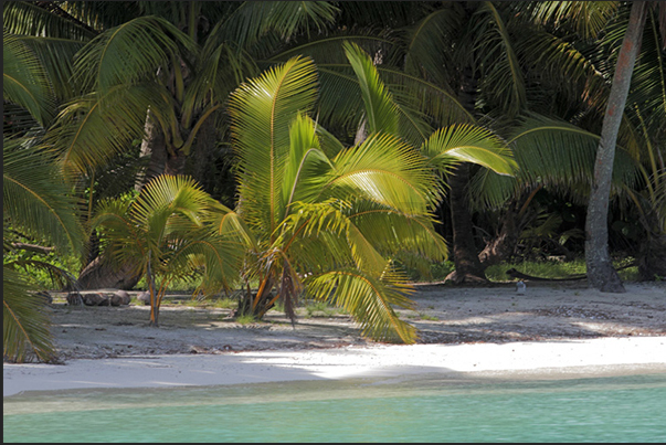 The vegetation of coconut palms that cover the islands, reach the clear waters of the lagoon