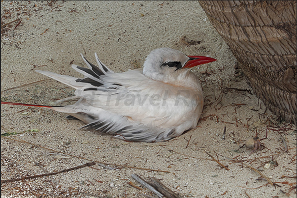 Honeymoon Island. Red-tailed Tropicbird (Phaethon rubricauda). A common bird in the Pacific Ocean