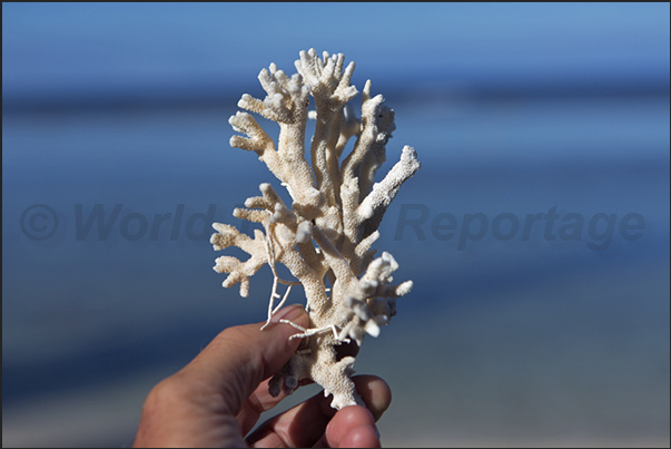 On the beaches, is common find coral branches brought from the sea