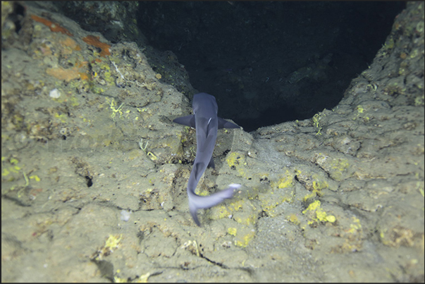 Nakalat al Qasser Reef. A small shark in the cave