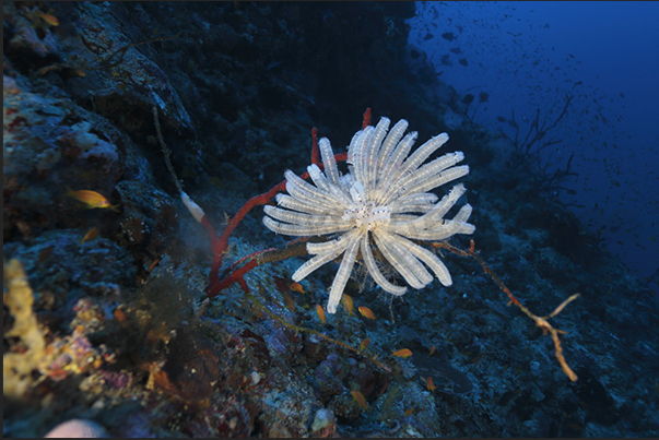 Nakalat al Qasser Reef. A crinoid on the red coral