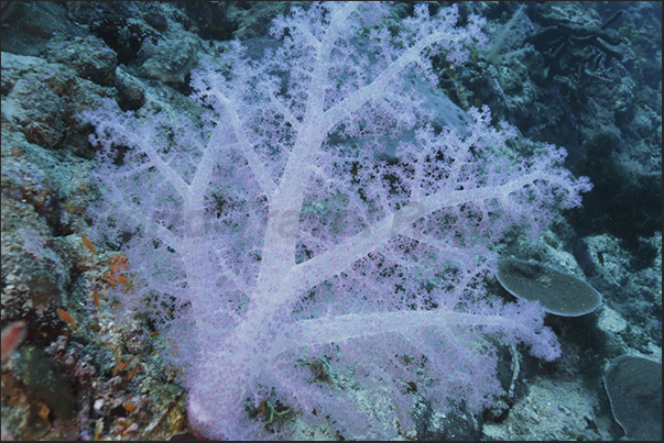 Nakalat al Qasser Reef. A big alcyonaria