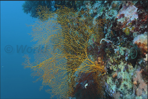 A yellow gorgonian on the coral walls of Nakalat al Qasser Reef