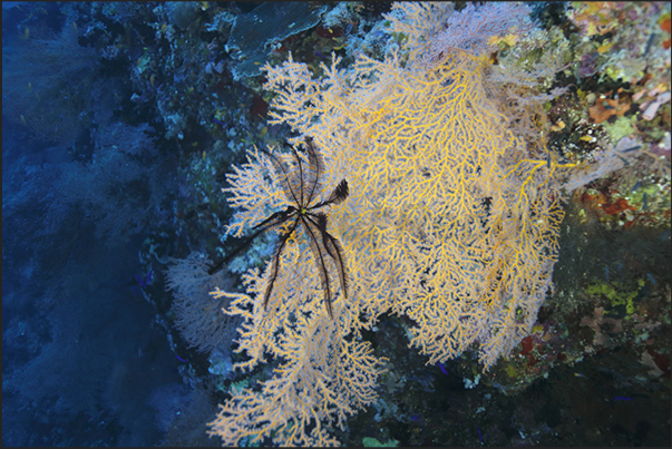 Nakalat al Qasser Reef. A crinoid on a yellow gorgonian