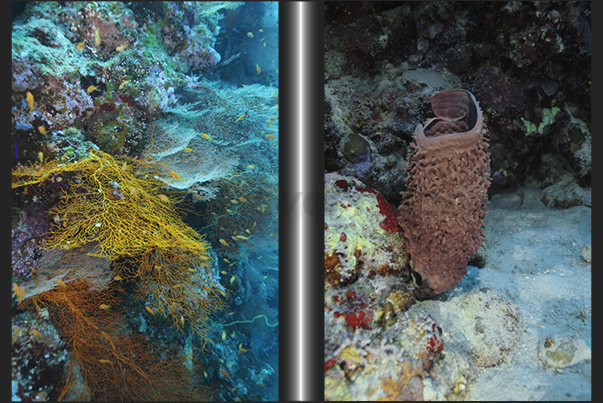 Nakalat al Qasser Reef. A large sponge and a coral wall full of gorgonians