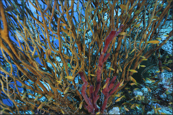 Multicolored coral branches on the walls of the Nakalat al Qasser Reef