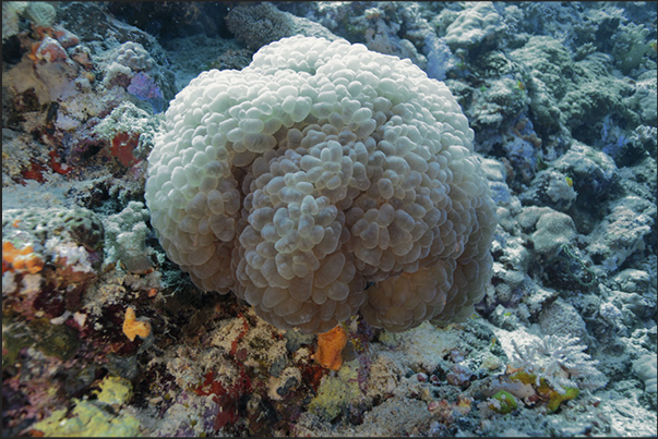 Sha ab Ambar Reef. A large group of coral grapes