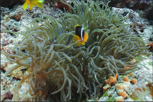 Amenome and clown fish. Sha ab Ambar Reef