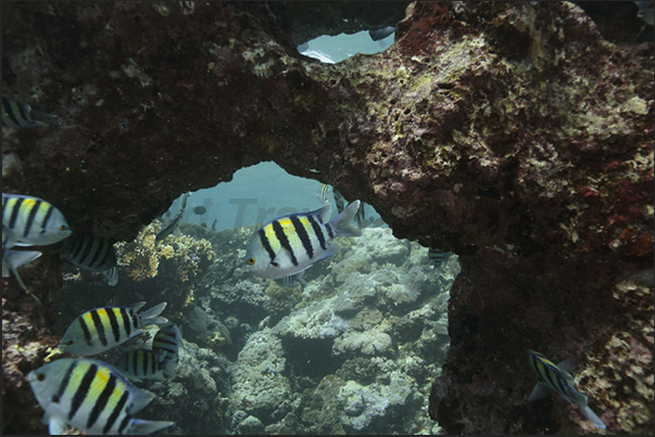 Keary Reef. Small Adudefduf vaigiensis between the clefts of the reef